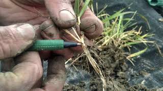 2021 Counting Wheat Tillers Why, When, How, and Recommendations