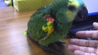 LOVEBIRD FUKUOKA（ラブバードフクオカ）　アオボウシインコ　ヒナ　2013．8．4