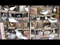 Naye Or purane jod wale kabutar Or unki breeding progress || new and old pigeon pair in cage loft