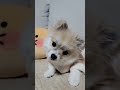 강아지가 무조건 반응하는 소리🐶 the sound of dogs reacting all the time 子犬が無条件反応する音