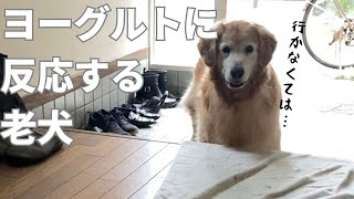 食いしん坊保護犬ゴールデンレトリバーがヨーグルトだと気づく瞬間 The moment when a senior golden retriever realizes that it is yogurt