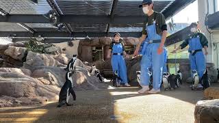 京都水族館のペンギンたちとスタッフさんの様子