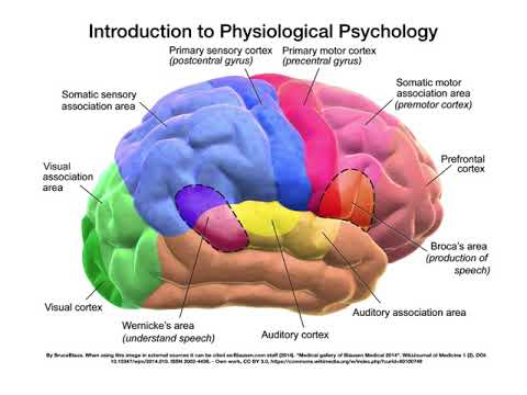 Intro To Physiological Psychology - YouTube