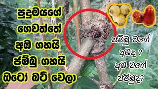 අඹ ගහේ ජම්බුද ? ජම්බු ගහේ අඹද ?