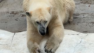 デアちゃんとイコロくんのようすです【2023年6月2日】【上野動物園】ホッキョクグマ