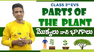 Parts of the plant |Class 3 EVS | 3rd SCIENCE VIDEOS IN TELUGU | తెలుగులో