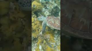 Sea turtle feeding on the reef. Snorkeling experience  #negriljamaica #7mile #seaturtles