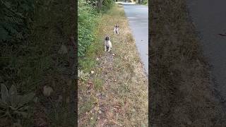 Puppies Extremely Scared \u0026 Panicked After Be Abandoned On A Busy Road