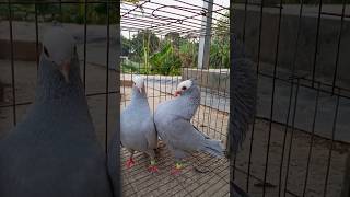 Mukhi Pigeon 😱💞 || #shorts #trending #pigeon