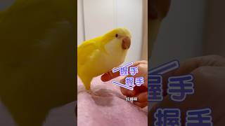 ~握手握手~有禮貌的黃和尚鸚鵡任信~ 聰明寶貝~#parrottalking #parrot  #和尚鸚鵡