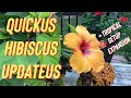 Quick hibiscus pre bonsai updates + tropical bonsai indoor setup expansion!