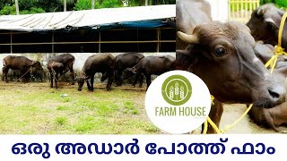 നല്ല ഇനം മുറ പോത്തിൻ കുട്ടികളുടെ കച്ചവട ഫാം ,  best mura buffalo in kerala  Farmhouse episode 17