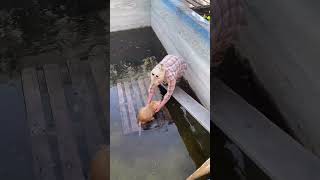 Woman saves a Nutria that fell into the pool | #animalrescue | #cuteanimals