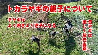 トカラヤギの親子についてのあるある 2022年4月10日 Goat Farm 手作りヤギ牧場