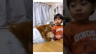 勢い余ってしまって…｜PECO  #ゴールデンレトリバー #dogvideos #goldenretriever #retriever #goldenretriverworld  #大型犬