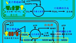 10601高三選修生物ch2 2 15光合作用與呼吸作用的比較圖形 各階段的比對三捷