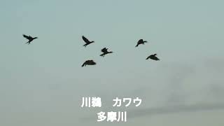 二子玉川Bird sanctuary   野鳥観察図鑑　川鵜の群れ　今朝も往く　2023年8月17日