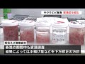 サクラエビ春漁　禁漁区を設定　記録的不漁のため資源保護