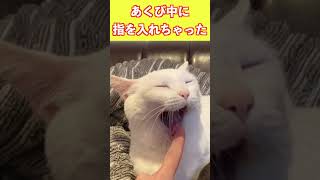 猫のあくび中に指を入れちゃった【はむはむ】 #shorts