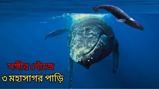 সঙ্গীর খোঁজে ৩টি মহাসাগর পাড়ি দিল তিমি // Hampback Whale // Public News BD.