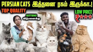 Persian Cat sale in madurai/coimbatore/chennai/bangalore/Selam/erode/Trichy6383341770