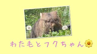 【wombat】わた毛とフクちゃん☆(Fluff and Fuku)