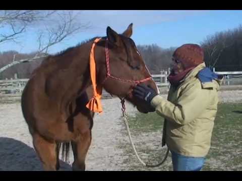 Kole, A Horse With EPM - YouTube