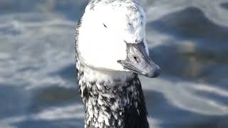 Hybrid Goose Grey lag x Barnacle.