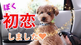 うちの犬が初めて恋をしたようです。【トイプードル】