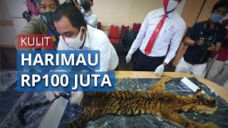 Kulit Harimau akan Dijual Rp100 Juta, 4 Pelaku Diringkus Polda Aceh, Amankan Taring Beruang Madu