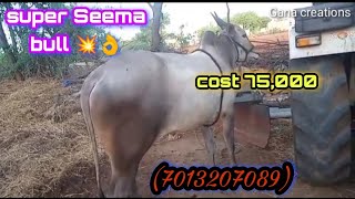 (7013207089)Very super'b Seema bull cost(75,000)💥