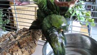 Lineolated Parakeets: How they clean and grease their feathering