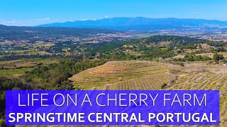 FRUIT FARMING IN CENTRAL PORTUGAL - FUNDAO CHERRY BLOSSOM - LIVING ON A PORTUGUESE HOMESTEAD