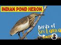 INDIAN POND HERON | Birds of Sri Lanka with Thinev | Paddybird | Sound / Call