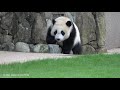 【楓浜🍁飼育員さんとの退勤の儀📷10 21⑮】テンションがおかしい りんご🍎を手から直接 ドア開けられそう 結浜🎀を意識 アドベンチャーワールド giant panda fuhin yuihin