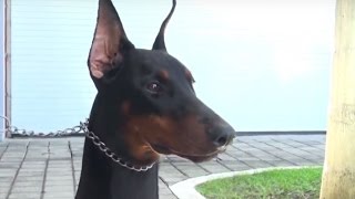 El doberman y sus mitos