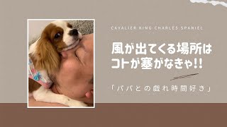 【#キャバリア】寿はパパの口から風が吹くのが嫌みたいで