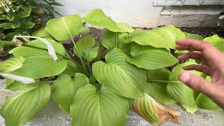 解决玉簪（hosta）鼻涕虫的一个有效方法 - 持续干燥的生长土壤