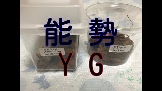 ついに能勢YG羽化！