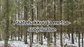 Päätehakkuu ja metso-suojeluohjelma pikku metsässäni