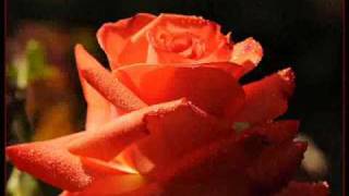 999 Red Roses  Kolab Kror Horm    Touch Sunnich.wmv