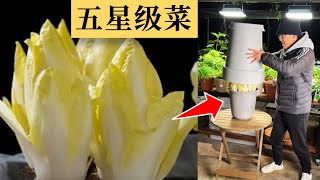 见不得光的蔬菜，室内才能种植，欧洲菊苣，金玉兰菜