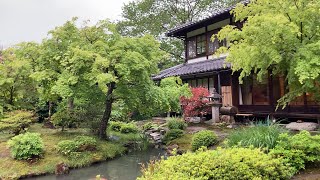 新緑の光雲寺