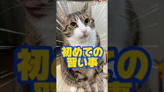 今年やってみたい習い事は？#cats #short#球太