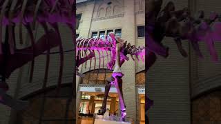 ROM - Royal Ontario Museum #shorts