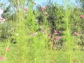 北海道恵庭市えこりん村：風に揺れる花コスモス：cosmos flower in the wind