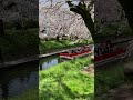 松川べり（富山市）の桜2023