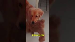 お尻ダンスをしながら飼い主を起こしているレトリバー！