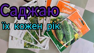 Які огірки буду вирощувати цього року Найврожайніші огірки  Сорти огірків