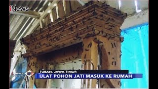 Ulat Pohon Jati Menyerang Warga Tuban hingga ke Dalam Rumah - iNews Malam 12/12